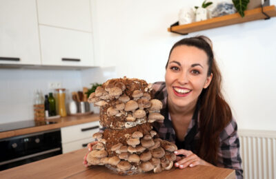 shiitake pěstování