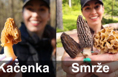 Rozdíl mezi kačenkou a smržem